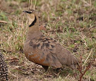 Gelbkehlflughuhn, pterocles gutturalis saturatior, Hahn